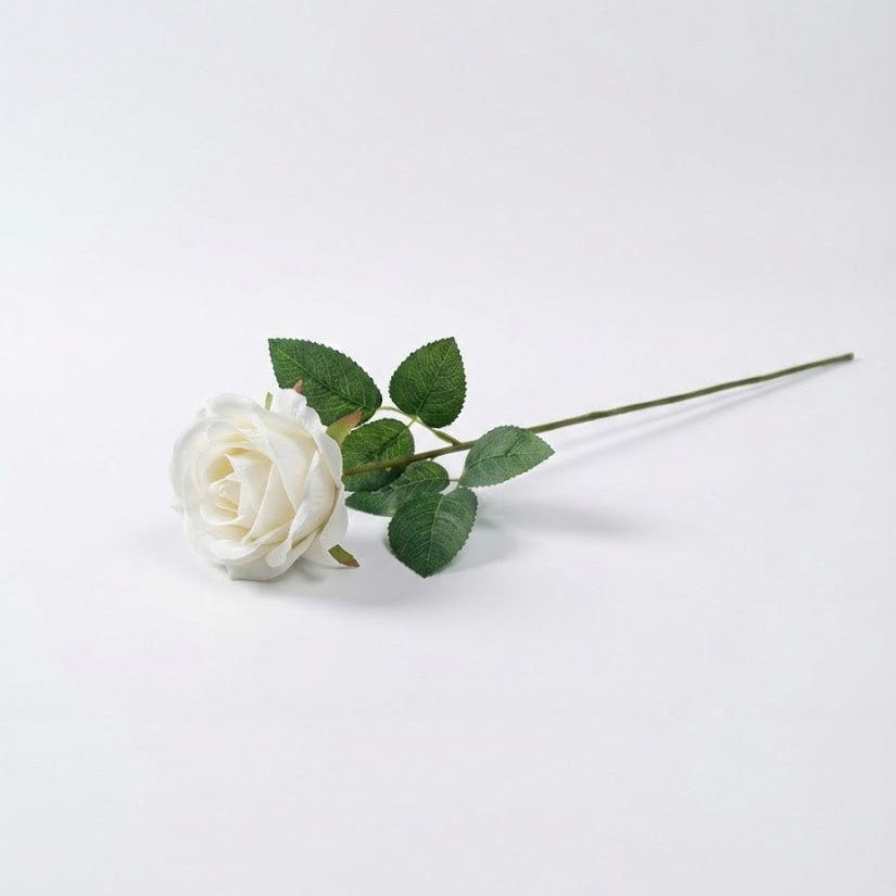 Rose blanche